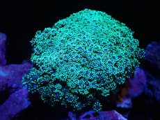 画像1: 【サンゴまとめ買い割引き10％〜20%OFF対象商品】 【サンゴ】【通販】ハナガササンゴ（Metallic Green)（個体販売）（±9-10cm)No.4（生体）（サンゴ） (1)