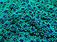 画像2: 【サンゴまとめ買い割引き10％〜20%OFF対象商品】 【サンゴ】【通販】ハナガササンゴ（Metallic Green)（個体販売）（±9-10cm)No.4（生体）（サンゴ） (2)