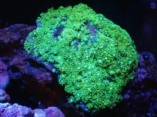 画像1: 【サンゴまとめ買い割引き10％〜20%OFF対象商品】 【サンゴ】【通販】ハナガササンゴ（Metallic Green)（個体販売）（±9-10cm)No.5（生体）（サンゴ） (1)