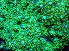 画像2: 【サンゴまとめ買い割引き10％〜20%OFF対象商品】 【サンゴ】【通販】ハナガササンゴ（Metallic Green)（個体販売）（±9-10cm)No.5（生体）（サンゴ） (2)