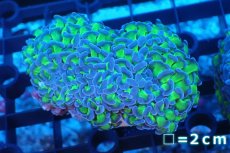 画像1: 【サンゴまとめ買い割引き10％〜20%OFF対象商品】 【サンゴ】【通販】ナガレハナサンゴ（Metallic Green Stem)SMサイズ（個体販売）No.1（生体）（サンゴ） (1)