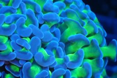 画像2: 【サンゴまとめ買い割引き10％〜20%OFF対象商品】 【サンゴ】【通販】ナガレハナサンゴ（Metallic Green Stem)SMサイズ（個体販売）No.1（生体）（サンゴ） (2)