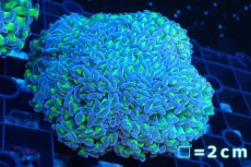 画像1: 【サンゴまとめ買い割引き10％〜20%OFF対象商品】 【サンゴ】【通販】ナガレハナサンゴ（Metallic Green Stem)SMサイズ（個体販売）No.2（生体）（サンゴ） (1)