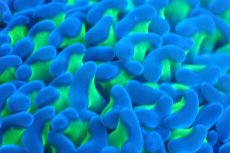 画像2: 【サンゴまとめ買い割引き10％〜20%OFF対象商品】 【サンゴ】【通販】ナガレハナサンゴ（Metallic Green Stem)SMサイズ（個体販売）No.2（生体）（サンゴ） (2)