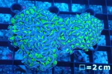 画像1: 【サンゴまとめ買い割引き10％〜20%OFF対象商品】 【サンゴ】【通販】ナガレハナサンゴ（Metallic Green Stem)SMサイズ（個体販売）No.3（生体）（サンゴ） (1)