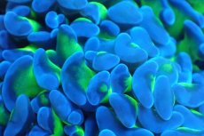 画像2: 【サンゴまとめ買い割引き10％〜20%OFF対象商品】 【サンゴ】【通販】ナガレハナサンゴ（Metallic Green Stem)SMサイズ（個体販売）No.3（生体）（サンゴ） (2)