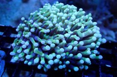 画像1: 【サンゴまとめ買い割引き10％〜20%OFF対象商品】 【サンゴ】【通販】パラオクサビライシ（Yellow/Green)（個体販売）（±7-9cm)No.1（生体）（サンゴ） (1)