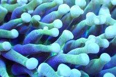 画像2: 【サンゴまとめ買い割引き10％〜20%OFF対象商品】 【サンゴ】【通販】パラオクサビライシ（Yellow/Green)（個体販売）（±7-9cm)No.1（生体）（サンゴ） (2)