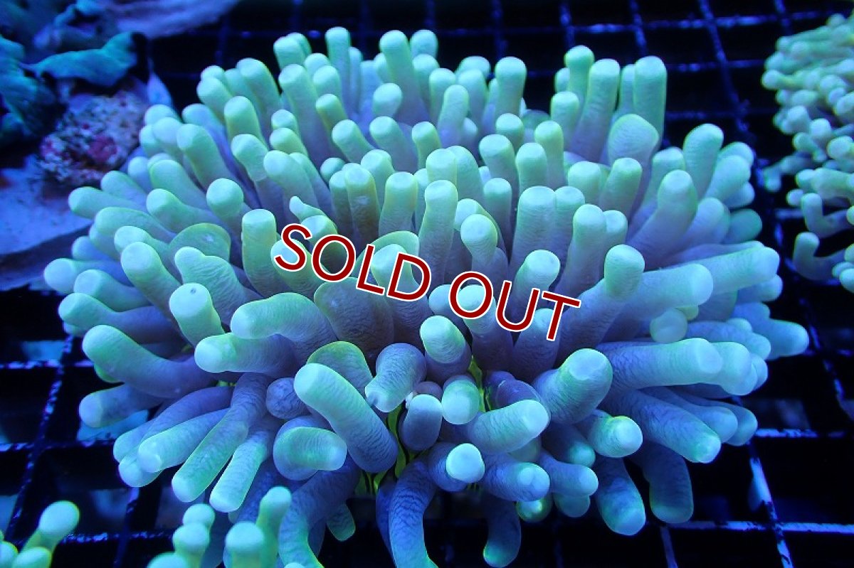 画像1: 【サンゴまとめ買い割引き10％〜20%OFF対象商品】 【サンゴ】【通販】パラオクサビライシ（Yellow/Green)（個体販売）（±10-12cm)No.2（生体）（サンゴ） (1)