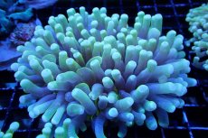 画像1: 【サンゴまとめ買い割引き10％〜20%OFF対象商品】 【サンゴ】【通販】パラオクサビライシ（Yellow/Green)（個体販売）（±10-12cm)No.2（生体）（サンゴ） (1)