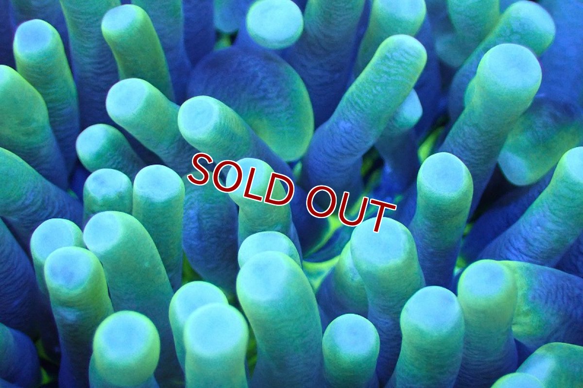 画像2: 【サンゴまとめ買い割引き10％〜20%OFF対象商品】 【サンゴ】【通販】パラオクサビライシ（Yellow/Green)（個体販売）（±10-12cm)No.2（生体）（サンゴ） (2)