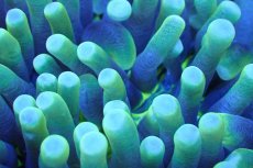 画像2: 【サンゴまとめ買い割引き10％〜20%OFF対象商品】 【サンゴ】【通販】パラオクサビライシ（Yellow/Green)（個体販売）（±10-12cm)No.2（生体）（サンゴ） (2)