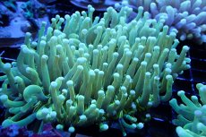 画像1: 【サンゴまとめ買い割引き10％〜20%OFF対象商品】 【サンゴ】【通販】パラオクサビライシ（Yellow/Green)（個体販売）（±12-15cm)No.3（生体）（サンゴ） (1)