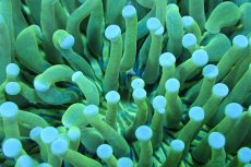 画像2: 【サンゴまとめ買い割引き10％〜20%OFF対象商品】 【サンゴ】【通販】パラオクサビライシ（Yellow/Green)（個体販売）（±12-15cm)No.3（生体）（サンゴ） (2)