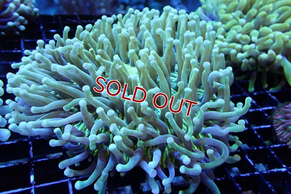 画像1: 【サンゴまとめ買い割引き10％〜20%OFF対象商品】 【サンゴ】【通販】パラオクサビライシ（Yellow/Green)（個体販売）（±12-15cm)No.4（生体）（サンゴ） (1)
