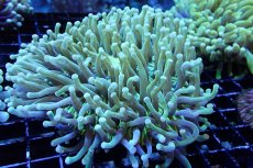 画像1: 【サンゴまとめ買い割引き10％〜20%OFF対象商品】 【サンゴ】【通販】パラオクサビライシ（Yellow/Green)（個体販売）（±12-15cm)No.4（生体）（サンゴ） (1)