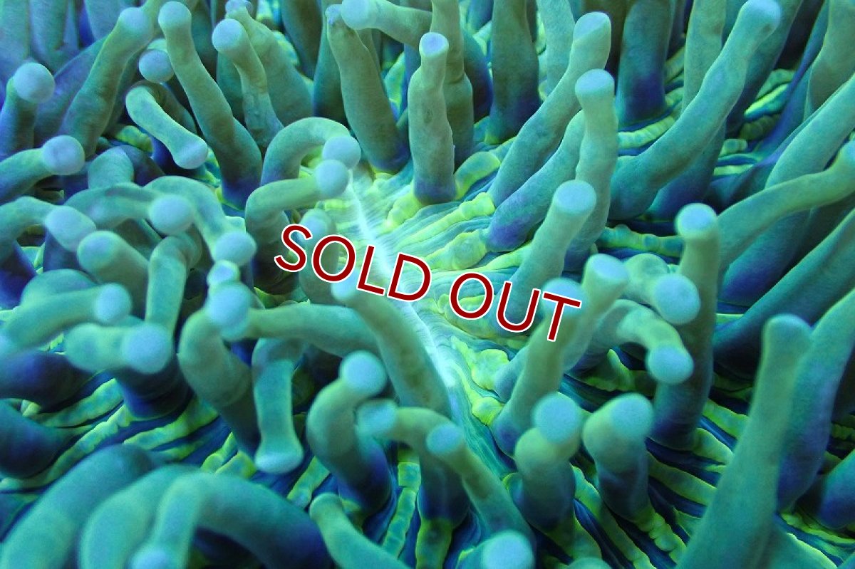 画像2: 【サンゴまとめ買い割引き10％〜20%OFF対象商品】 【サンゴ】【通販】パラオクサビライシ（Yellow/Green)（個体販売）（±12-15cm)No.4（生体）（サンゴ） (2)