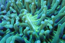 画像2: 【サンゴまとめ買い割引き10％〜20%OFF対象商品】 【サンゴ】【通販】パラオクサビライシ（Yellow/Green)（個体販売）（±12-15cm)No.4（生体）（サンゴ） (2)