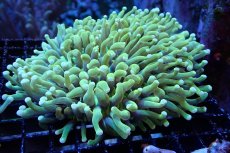 画像1: 【サンゴまとめ買い割引き10％〜20%OFF対象商品】 【サンゴ】【通販】パラオクサビライシ（Yellow/Green)（個体販売）（±12-15cm)No.5（生体）（サンゴ） (1)