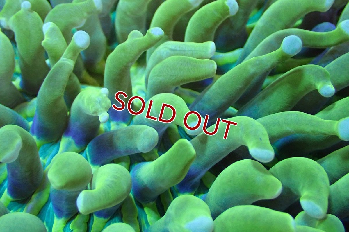 画像2: 【サンゴまとめ買い割引き10％〜20%OFF対象商品】 【サンゴ】【通販】パラオクサビライシ（Yellow/Green)（個体販売）（±12-15cm)No.5（生体）（サンゴ） (2)