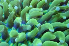 画像2: 【サンゴまとめ買い割引き10％〜20%OFF対象商品】 【サンゴ】【通販】パラオクサビライシ（Yellow/Green)（個体販売）（±12-15cm)No.5（生体）（サンゴ） (2)