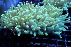 画像1: 【サンゴまとめ買い割引き10％〜20%OFF対象商品】 【サンゴ】【通販】パラオクサビライシ（Yellow/Green)（個体販売）（±12-15cm)No.6（生体）（サンゴ） (1)