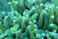 画像2: 【サンゴまとめ買い割引き10％〜20%OFF対象商品】 【サンゴ】【通販】パラオクサビライシ（Yellow/Green)（個体販売）（±12-15cm)No.6（生体）（サンゴ） (2)