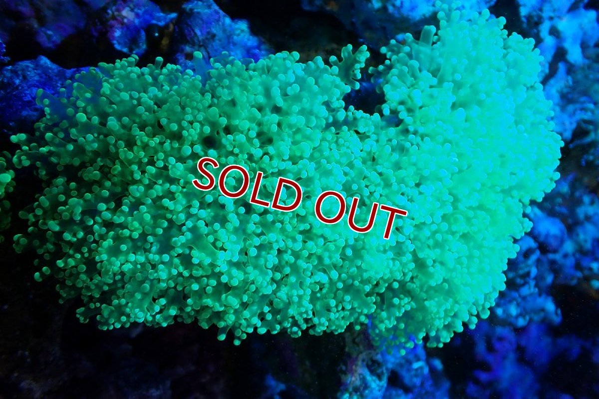 画像1: 【サンゴまとめ買い割引き10％〜20%OFF対象商品】 【サンゴ】【通販】ホンタコアシサンゴ（メタリックグリーン/XLサイズ）（個体販売）（±15-18cm)No.1（生体）（サンゴ） (1)