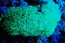 画像1: 【サンゴ】【通販】ホンタコアシサンゴ（メタリックグリーン/XLサイズ）（個体販売）（±15-18cm)No.1（生体）（サンゴ） (1)