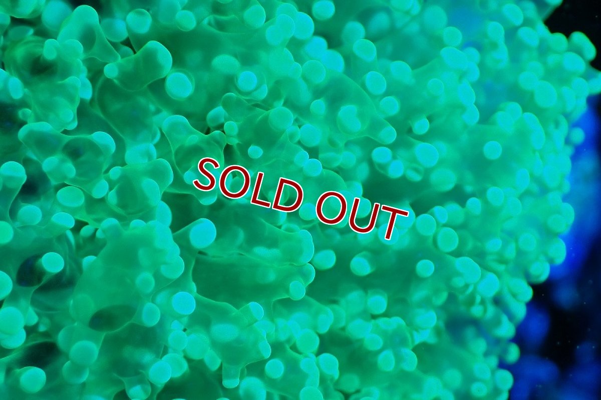 画像2: 【サンゴまとめ買い割引き10％〜20%OFF対象商品】 【サンゴ】【通販】ホンタコアシサンゴ（メタリックグリーン/XLサイズ）（個体販売）（±15-18cm)No.1（生体）（サンゴ） (2)