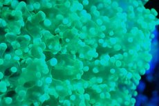 画像2: 【サンゴ】【通販】ホンタコアシサンゴ（メタリックグリーン/XLサイズ）（個体販売）（±15-18cm)No.1（生体）（サンゴ） (2)