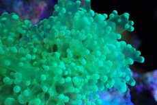 画像2: 【サンゴ】【通販】ホンタコアシサンゴ（メタリックグリーン/MLサイズ）（個体販売）（±10-13cm)No.2（生体）（サンゴ） (2)