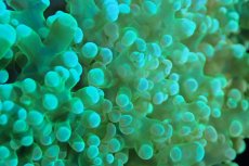 画像2: 【サンゴ】【通販】ホンタコアシサンゴ（メタリックグリーン/MLサイズ）（個体販売）（±10-13cm)No.3（生体）（サンゴ） (2)