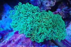 画像1: 【サンゴ】【通販】ホンタコアシサンゴ（メタリックグリーン/Lサイズ）（個体販売）（±13-15cm)No.4（生体）（サンゴ） (1)