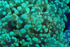 画像2: 【サンゴ】【通販】ホンタコアシサンゴ（メタリックグリーン/Lサイズ）（個体販売）（±13-15cm)No.4（生体）（サンゴ） (2)