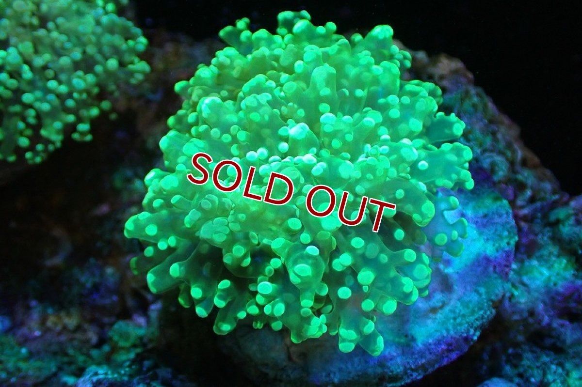 画像1: 【サンゴまとめ買い割引き10％〜20%OFF対象商品】 【サンゴ】【通販】ホンタコアシサンゴ（メタリックグリーン/Mサイズ）（個体販売）（±8-10cm)No.5（生体）（サンゴ） (1)