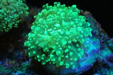 画像1: 【サンゴ】【通販】ホンタコアシサンゴ（メタリックグリーン/Mサイズ）（個体販売）（±8-10cm)No.5（生体）（サンゴ） (1)