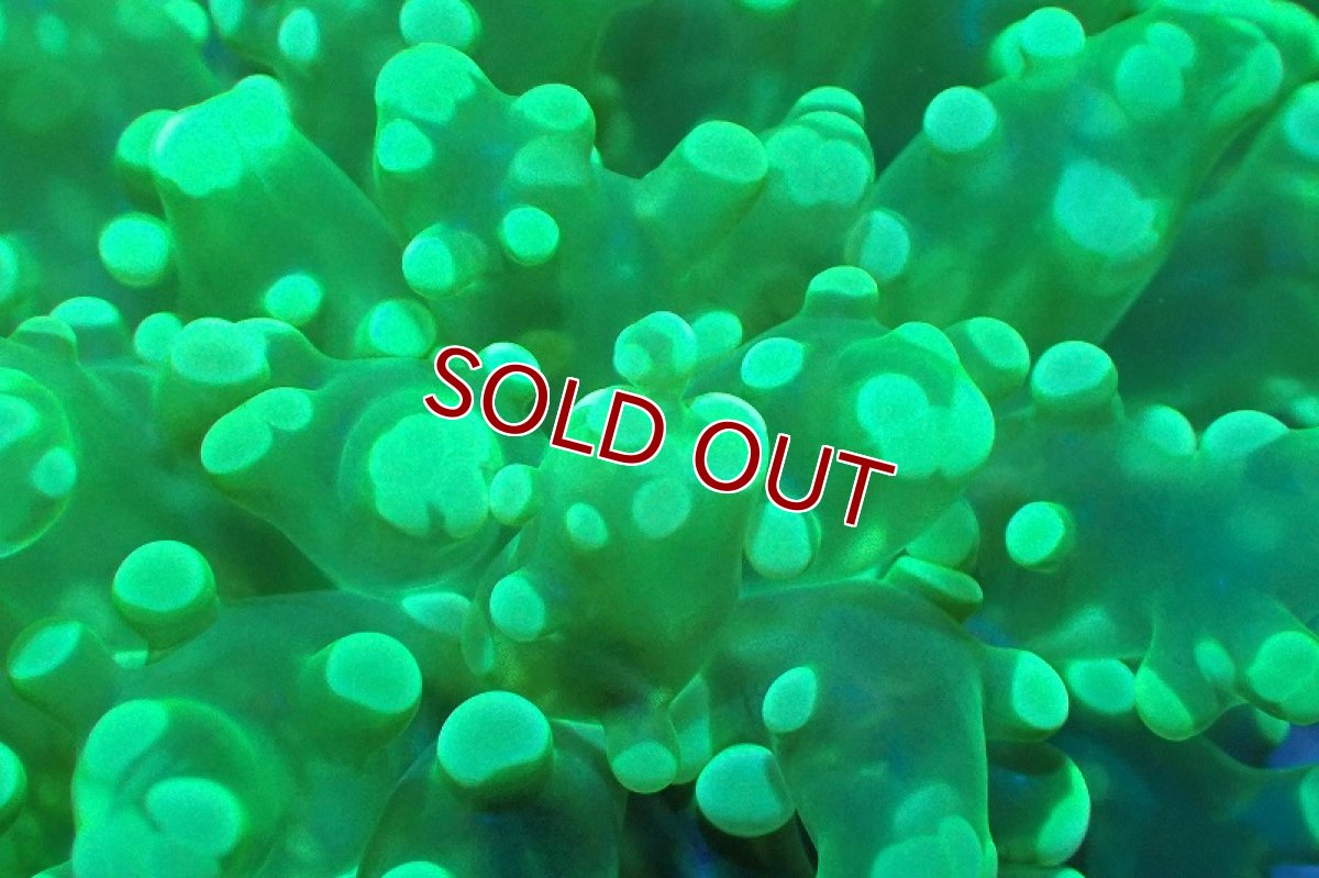 画像2: 【サンゴまとめ買い割引き10％〜20%OFF対象商品】 【サンゴ】【通販】ホンタコアシサンゴ（メタリックグリーン/Mサイズ）（個体販売）（±8-10cm)No.5（生体）（サンゴ） (2)