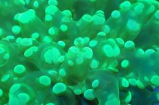 画像2: 【サンゴ】【通販】ホンタコアシサンゴ（メタリックグリーン/Mサイズ）（個体販売）（±8-10cm)No.5（生体）（サンゴ） (2)