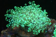 画像1: 【サンゴ】【通販】ホンタコアシサンゴ（メタリックグリーン/Mサイズ）（個体販売）（±8-10cm)No.6（生体）（サンゴ） (1)