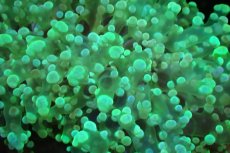 画像2: 【サンゴ】【通販】ホンタコアシサンゴ（メタリックグリーン/Mサイズ）（個体販売）（±8-10cm)No.6（生体）（サンゴ） (2)