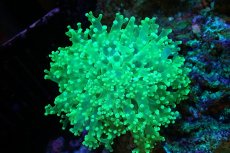 画像1: 【サンゴ】【通販】ホンタコアシサンゴ（メタリックグリーン/Mサイズ）（個体販売）（±8-10cm)No.7（生体）（サンゴ） (1)