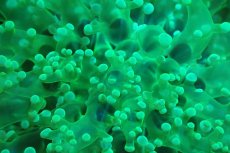 画像2: 【サンゴ】【通販】ホンタコアシサンゴ（メタリックグリーン/Mサイズ）（個体販売）（±8-10cm)No.7（生体）（サンゴ） (2)