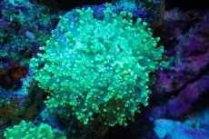 画像1: 【サンゴ】【通販】ホンタコアシサンゴ（メタリックグリーン/Mサイズ）（個体販売）（±8-10cm)No.8（生体）（サンゴ） (1)