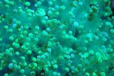 画像2: 【サンゴ】【通販】ホンタコアシサンゴ（メタリックグリーン/Mサイズ）（個体販売）（±8-10cm)No.8（生体）（サンゴ） (2)