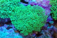 画像1: 【サンゴ】【通販】ホンタコアシサンゴ（メタリックグリーン/Mサイズ）（個体販売）（±8-10cm)No.9（生体）（サンゴ） (1)