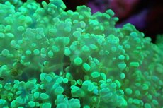 画像2: 【サンゴ】【通販】ホンタコアシサンゴ（メタリックグリーン/Mサイズ）（個体販売）（±8-10cm)No.9（生体）（サンゴ） (2)