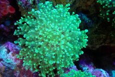 画像1: 【サンゴ】【通販】ホンタコアシサンゴ（メタリックグリーン/Mサイズ）（個体販売）（±8-10cm)No.10（生体）（サンゴ） (1)