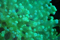 画像2: 【サンゴ】【通販】ホンタコアシサンゴ（メタリックグリーン/Mサイズ）（個体販売）（±8-10cm)No.10（生体）（サンゴ） (2)