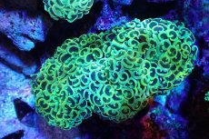 画像1: 【サンゴ】【通販】ナガレハナサンゴ（Gold/MLサイズ）（個体販売）（±13-15cm)No.1（生体）（サンゴ） (1)